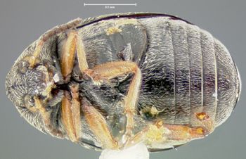Media type: image;   Entomology 32916 Aspect: habitus ventral view